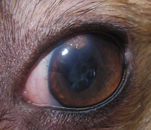 犬　網膜剥離