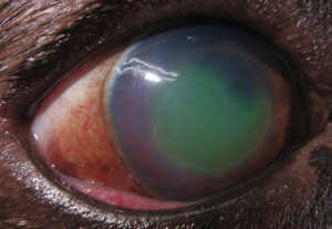 再発性上皮びらん