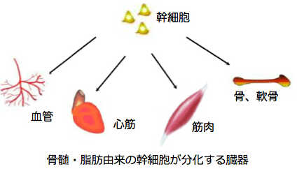 分化