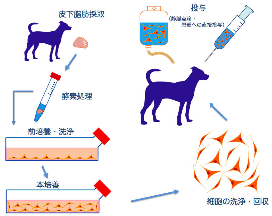 幹細胞　ADSC