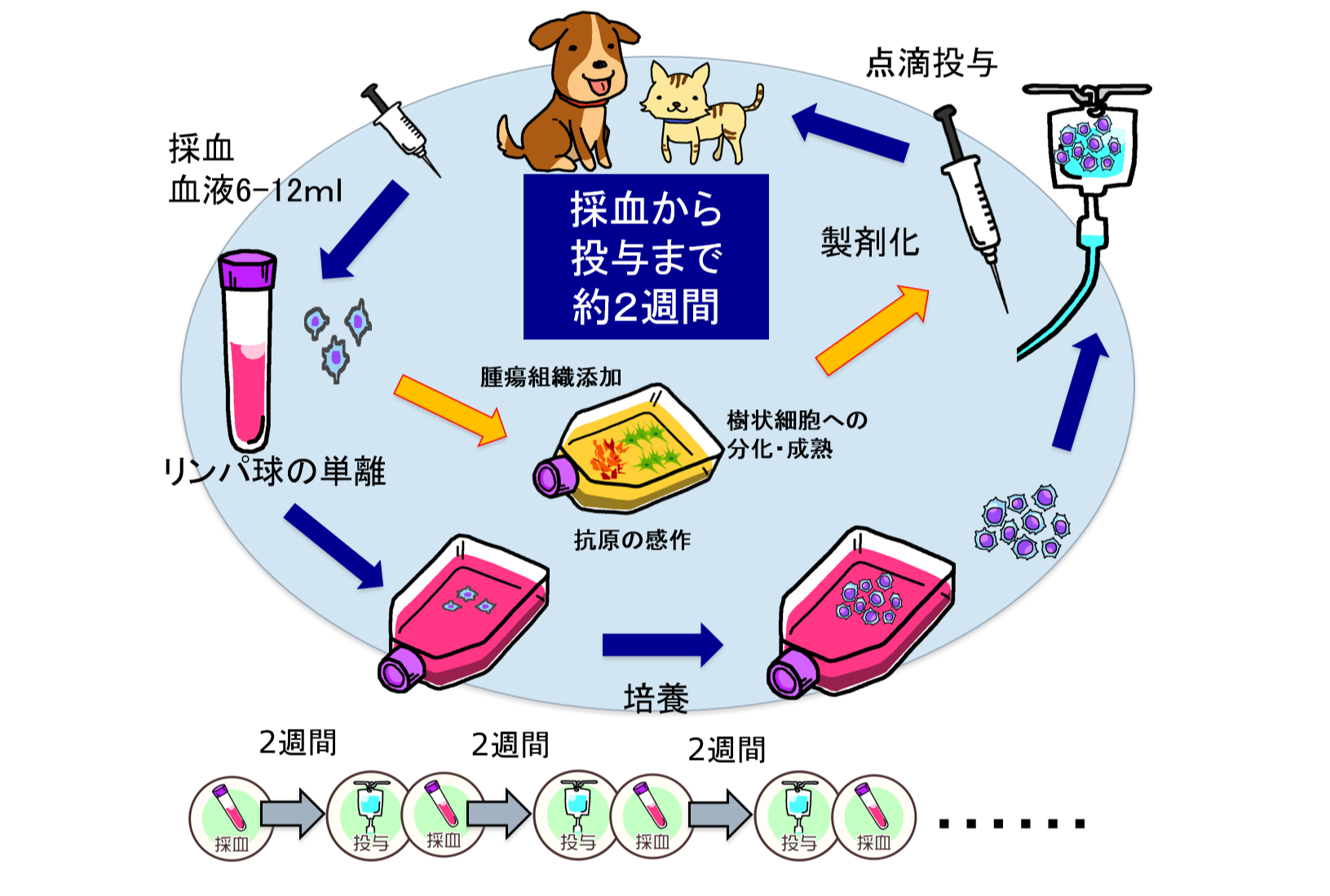 樹状細胞療法