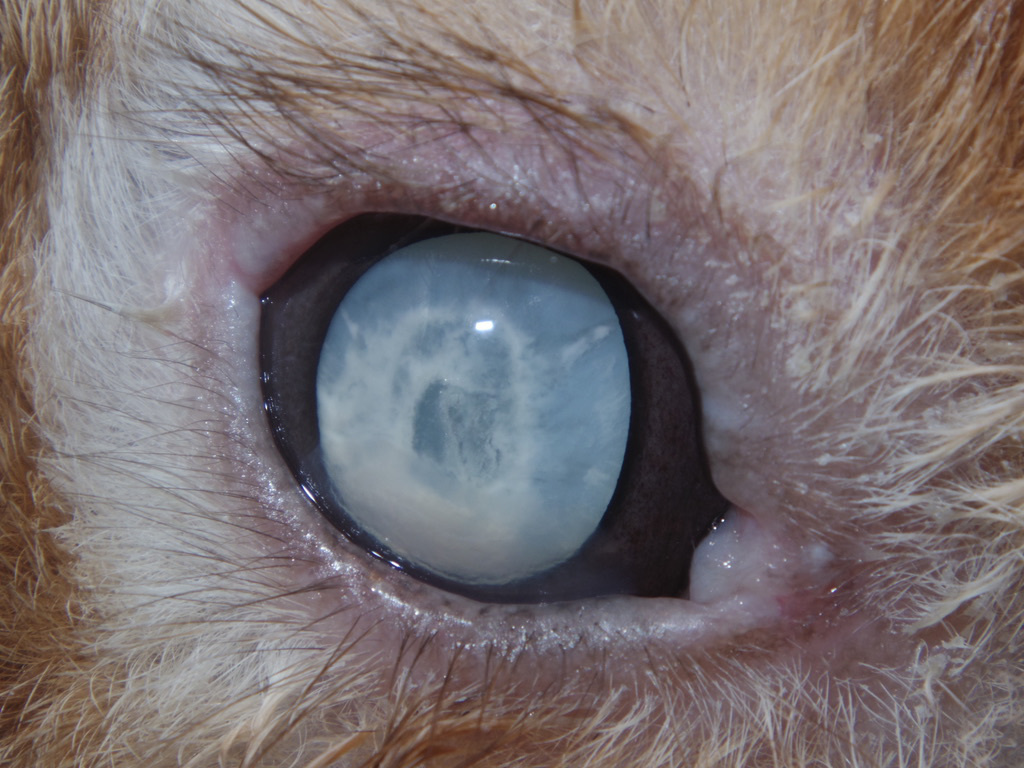 うさぎ 白内障 原因