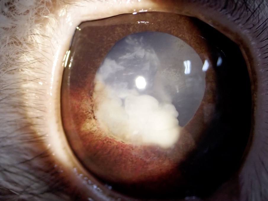 うさぎ 虹彩膿瘍