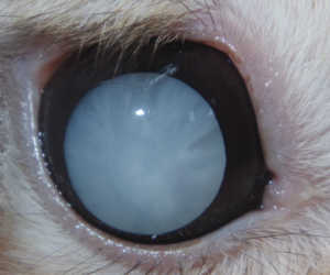 犬 白内障
