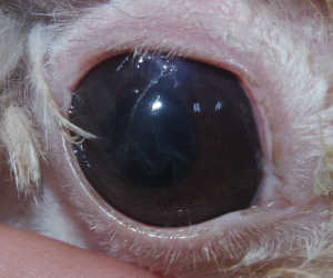 犬 白内障