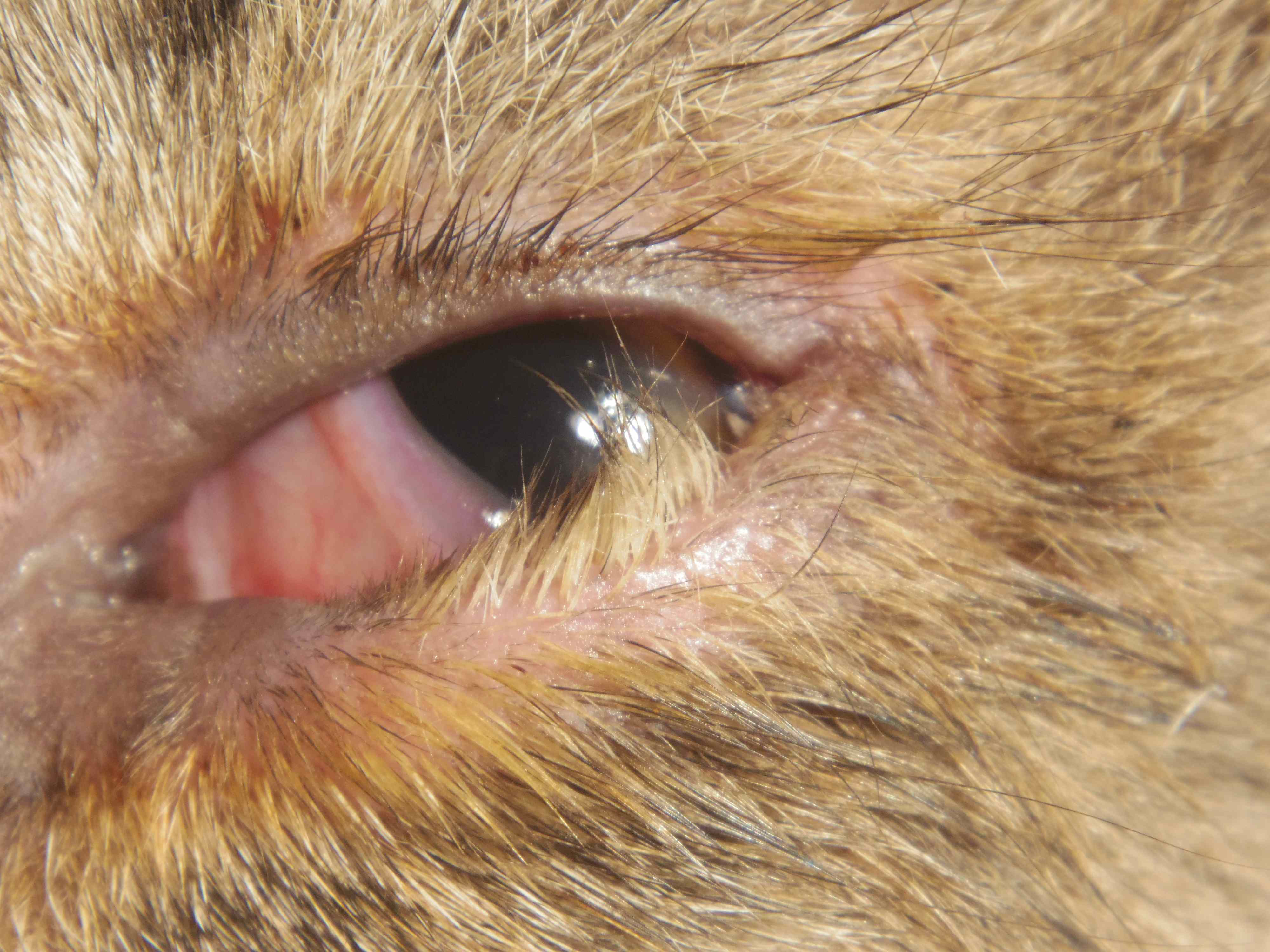 うさぎ 白内障 原因