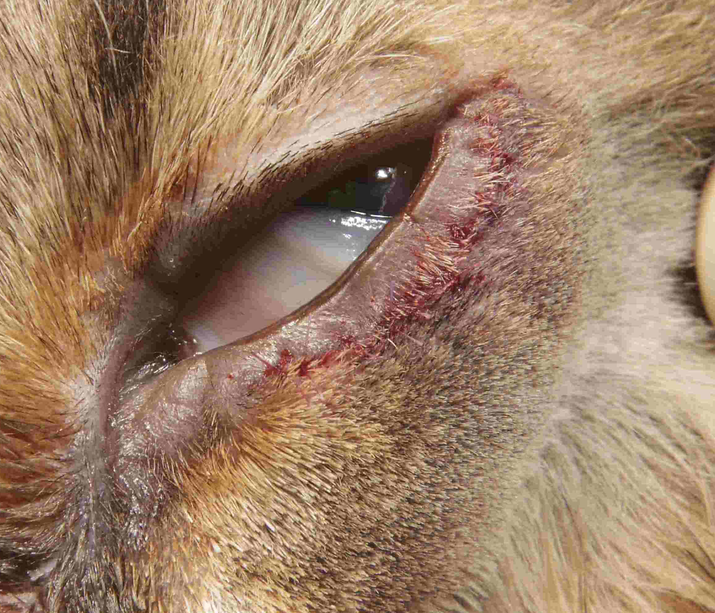 ホッツセルサス