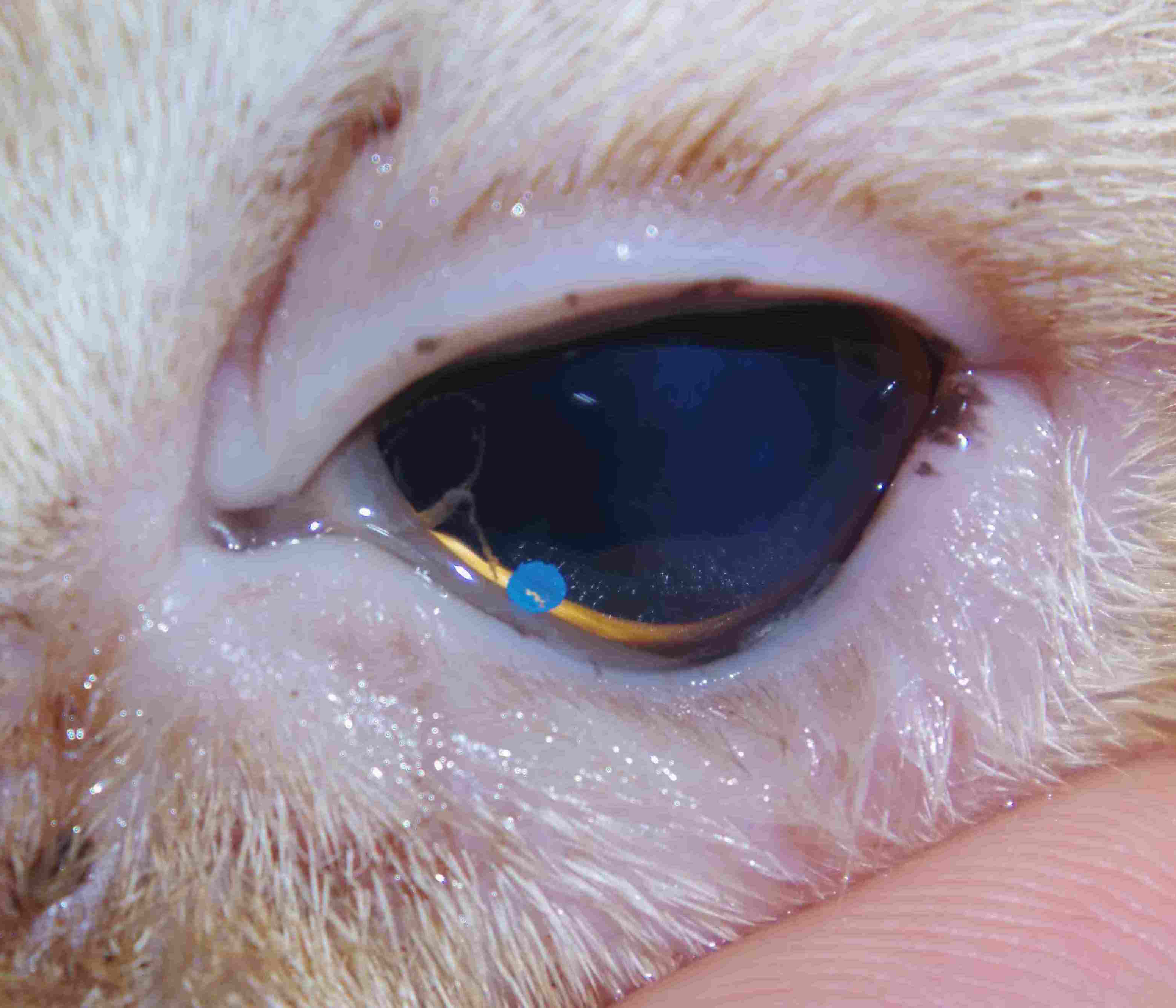 内反 コンタクト