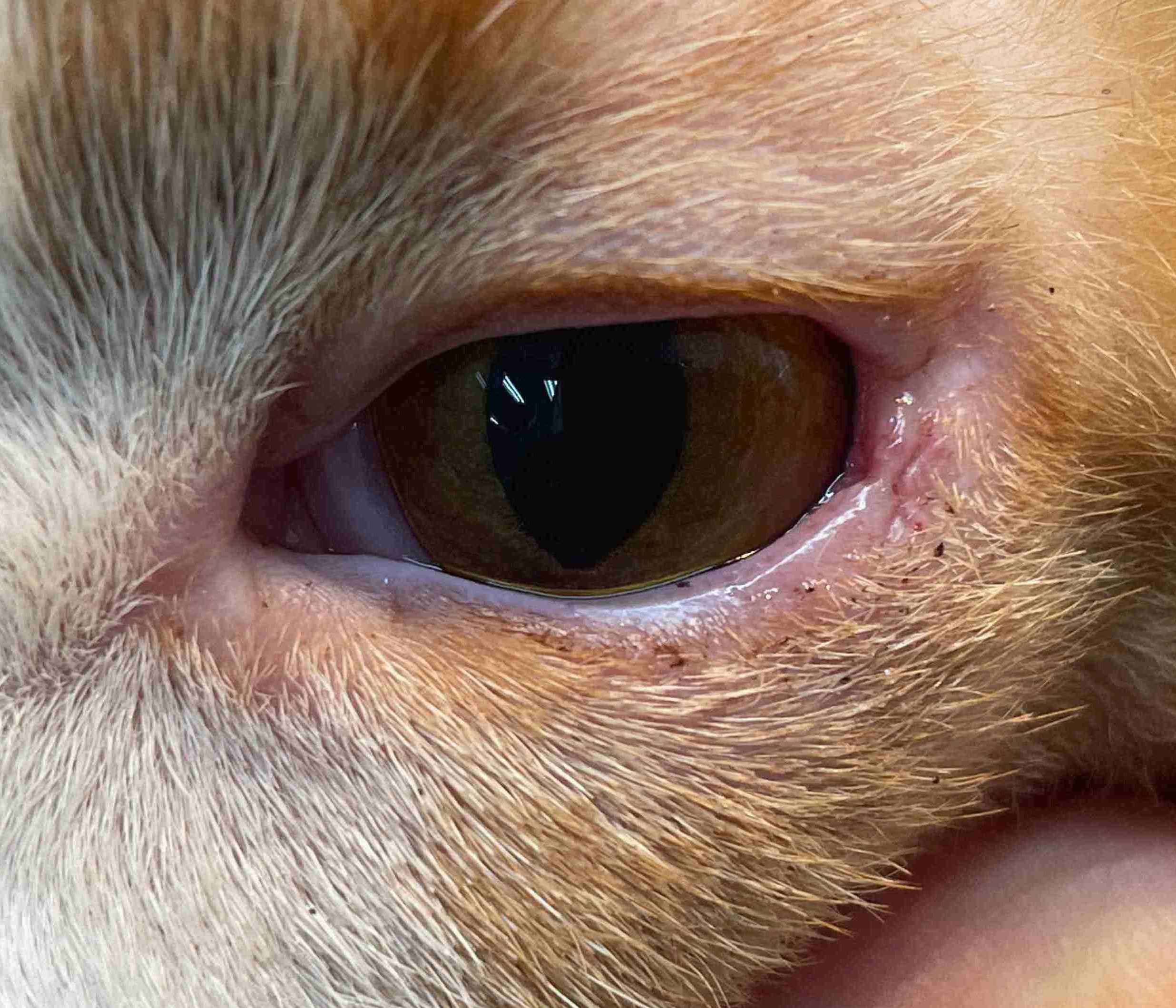 ホッツセルサス 術後