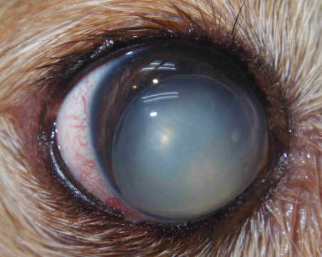 犬 水晶体脱臼