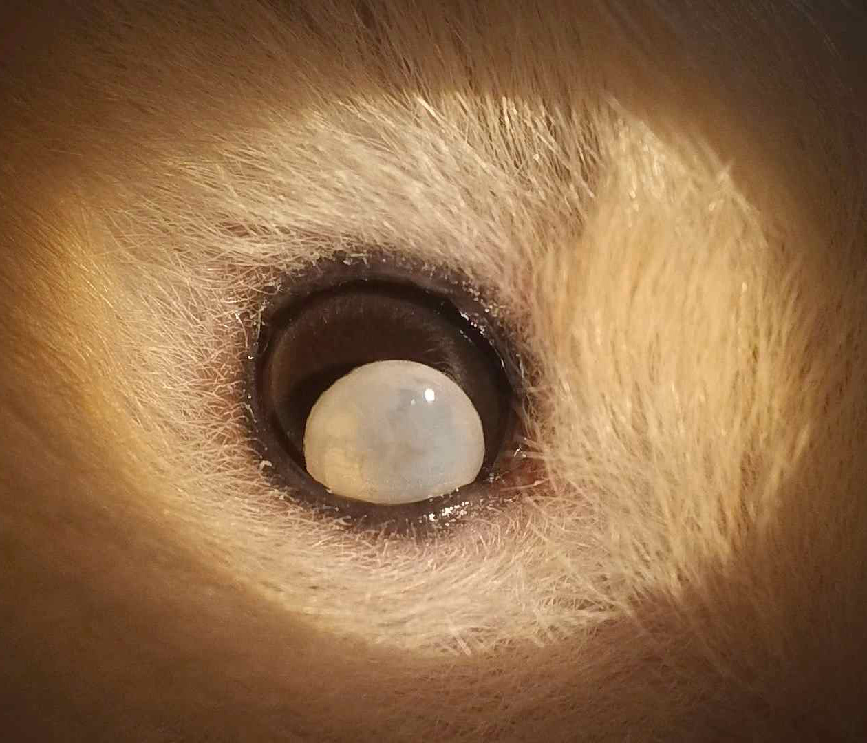 ハムスター 水晶体脱臼