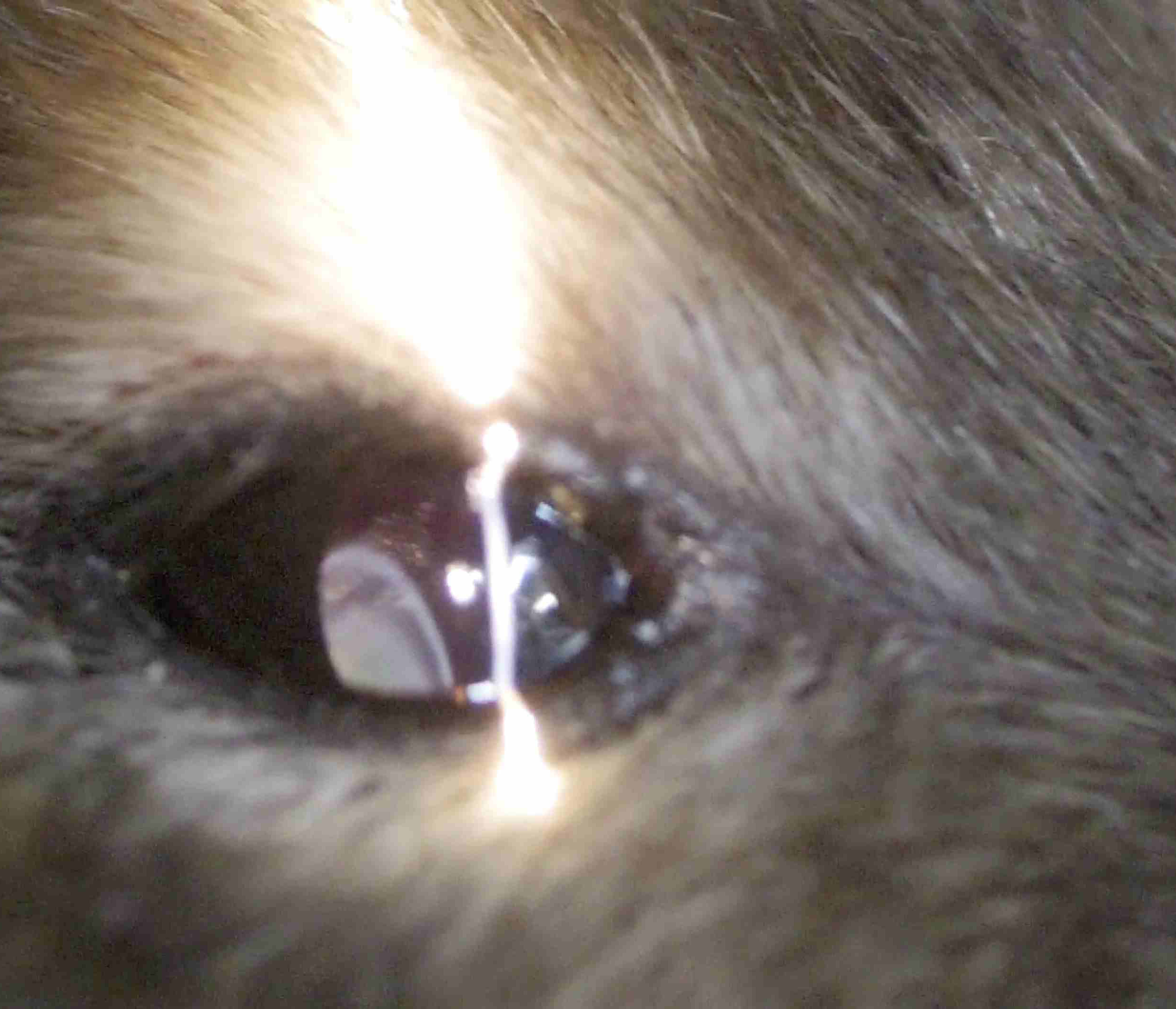 デグー 水晶体脱臼