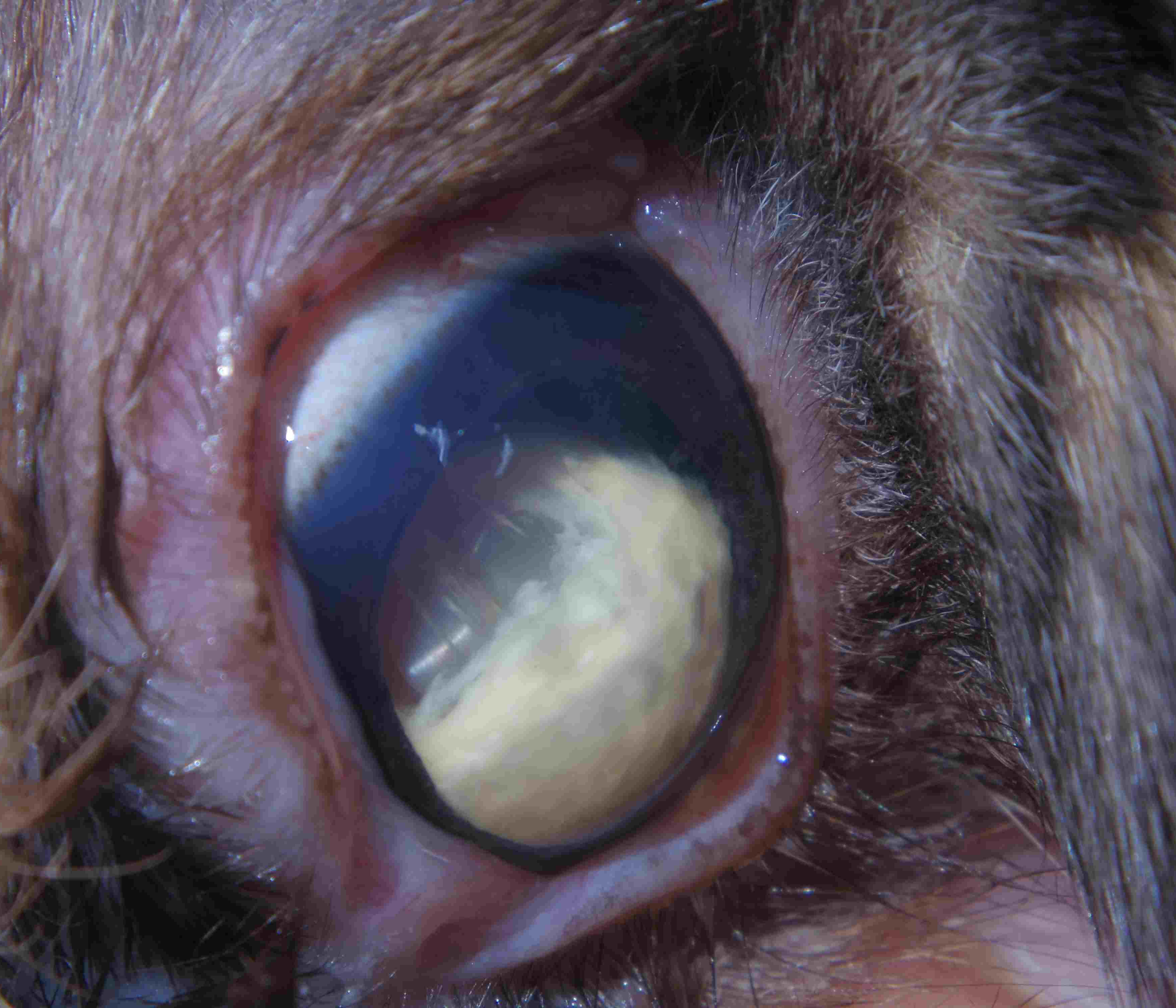 うさぎ 水晶体脱臼