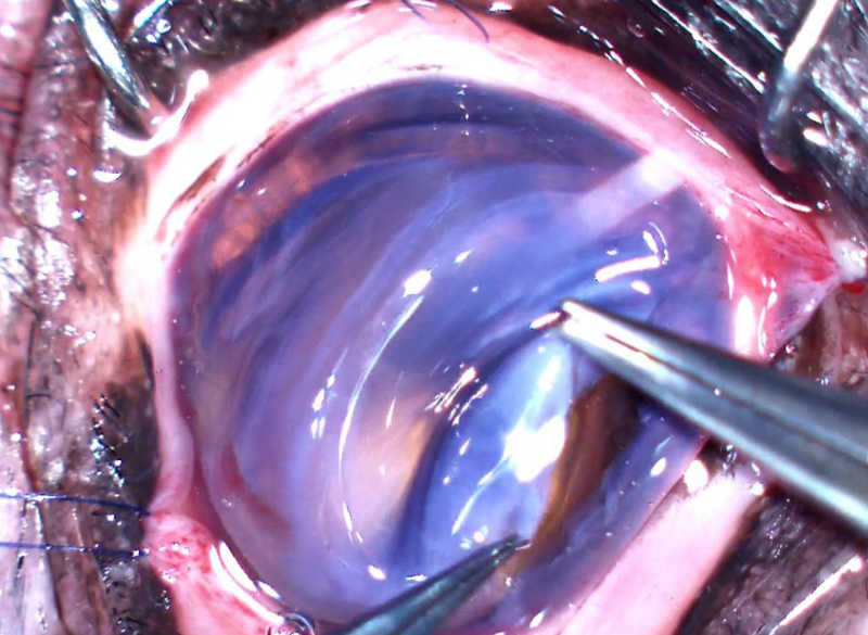 水晶体 手術 犬