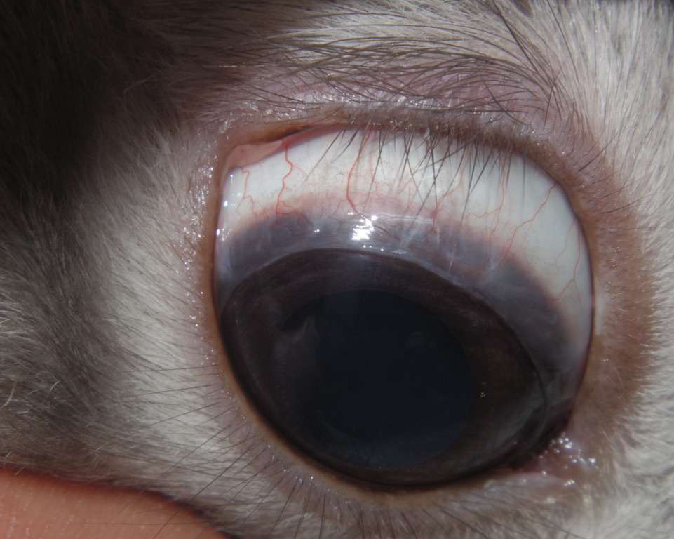 うさぎの結膜の病気