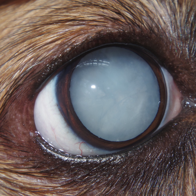 イヌ 白内障