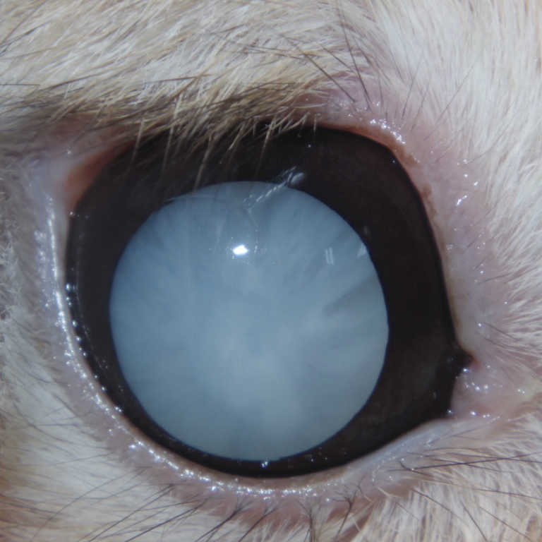 うさぎの白内障