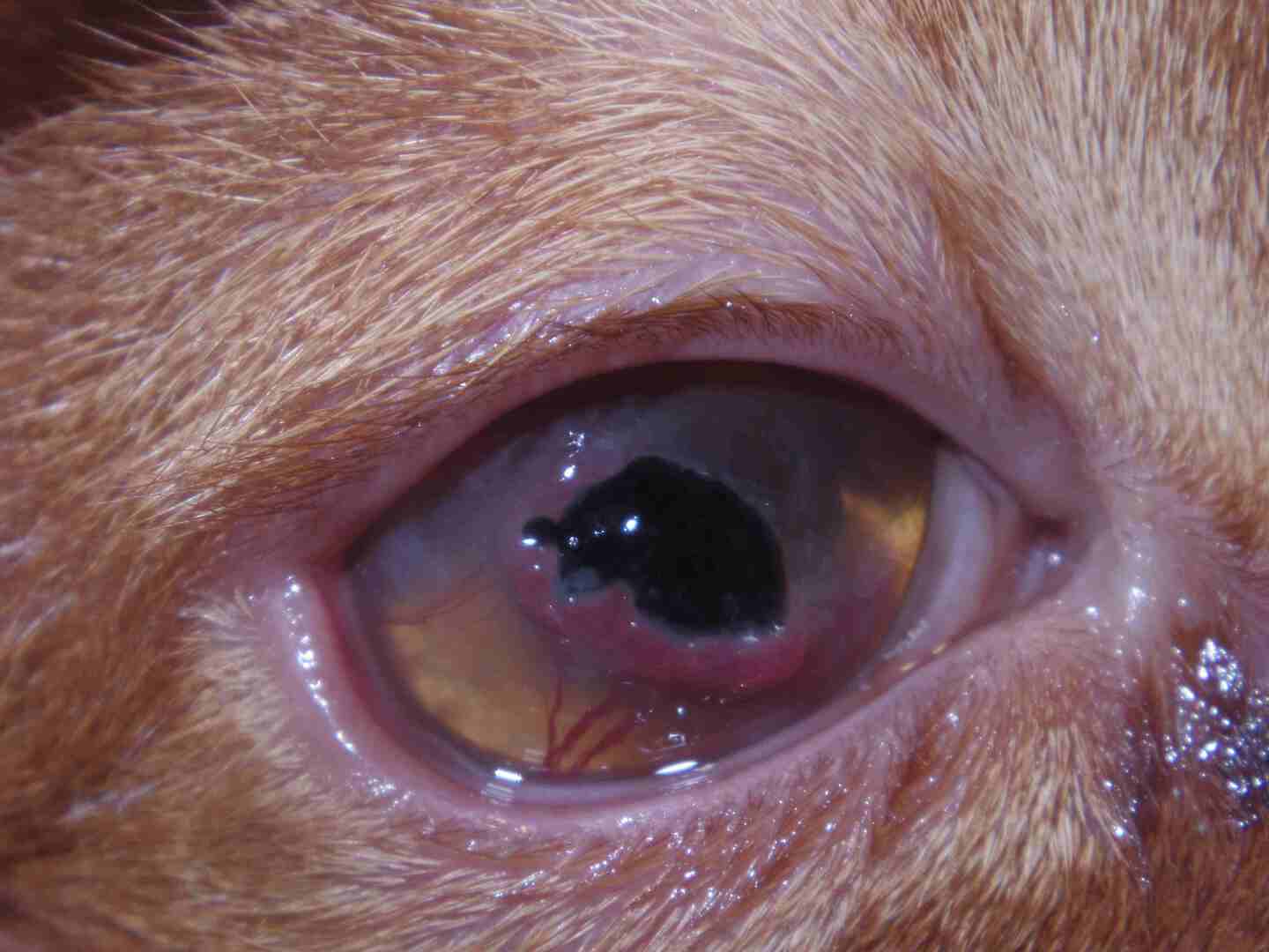猫　角膜の病気
