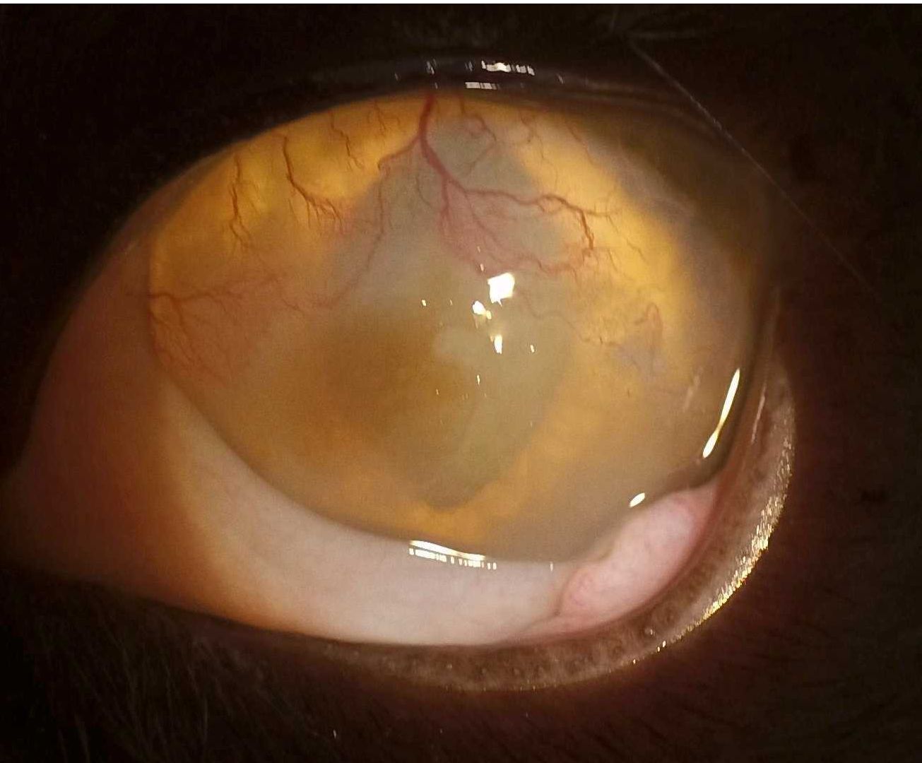 猫　角膜黒い