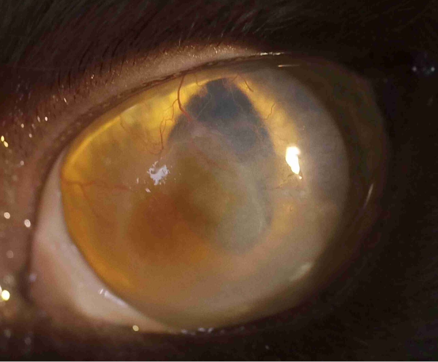 猫 角膜 おかしい