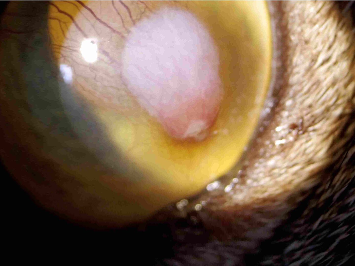 猫 角膜 剥がれる