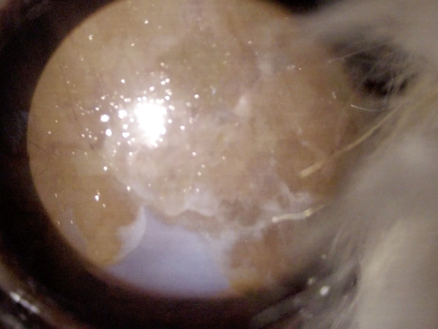 犬　ドライアイ