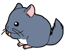 チンチラ 座間