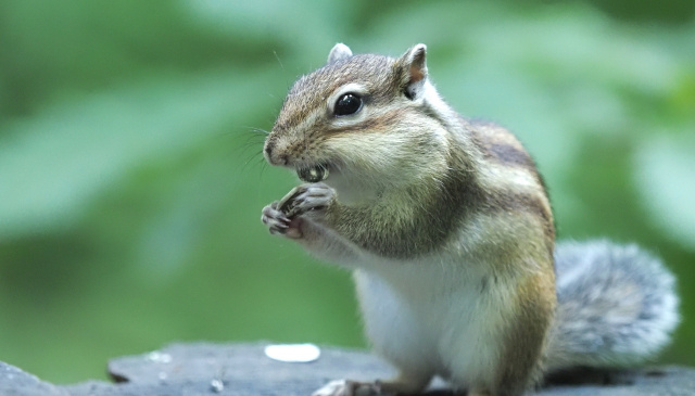 シマリス　相模原