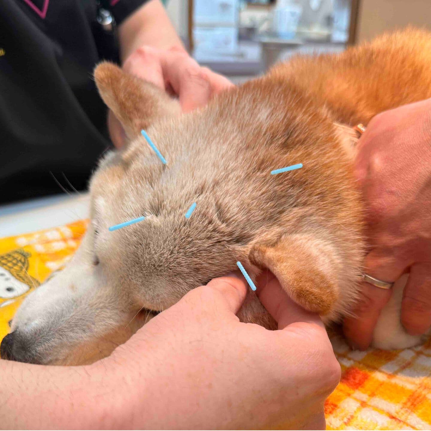 相模原　鍼　犬