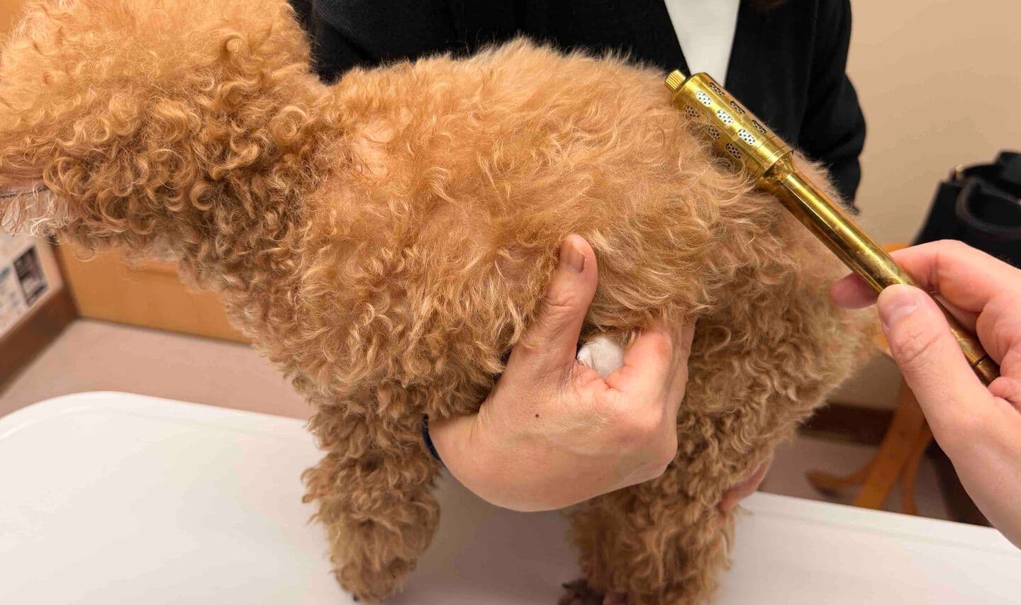 相模原　お灸　犬
