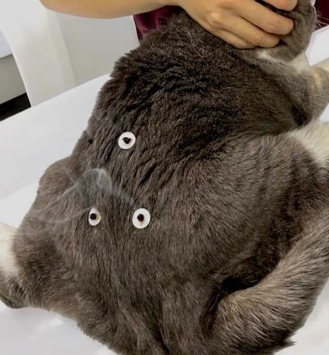 相模原　猫　鍼灸