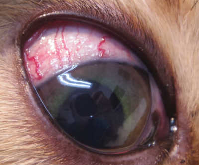 赤い が 犬 白目 片目だけ充血(犬の病気・犬の健康の相談)