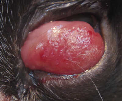 猫　瞬膜　腫瘍