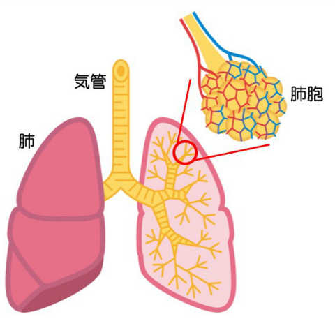 肺 に 水 が 溜まる 症状