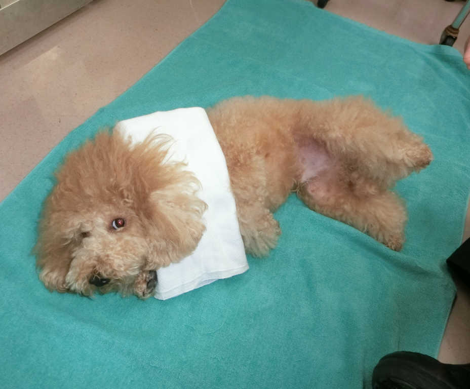 熱中症 応急処置
