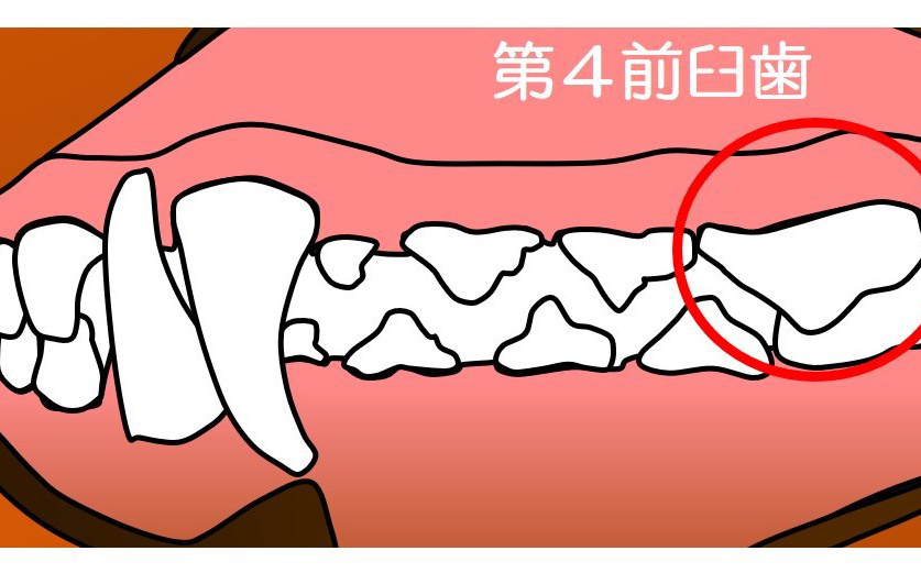 犬　歯が折れた