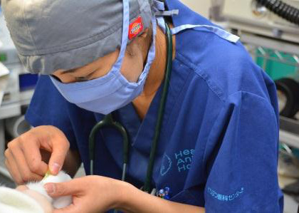 相模原　獣医　募集