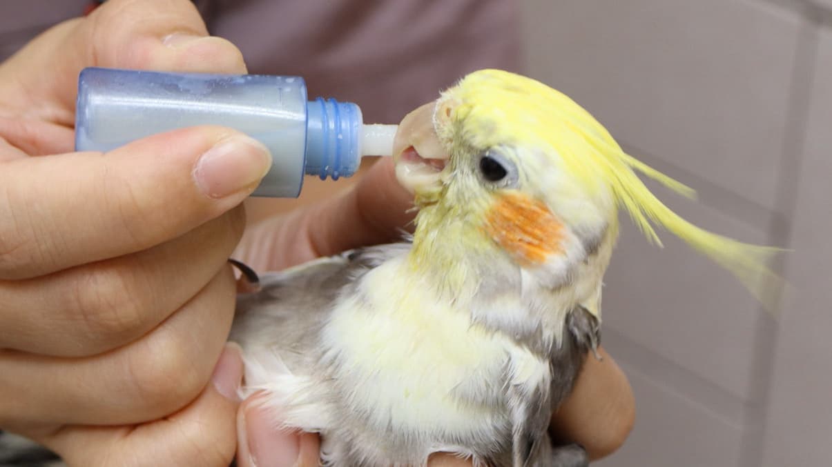 鳥　診察　相模原
