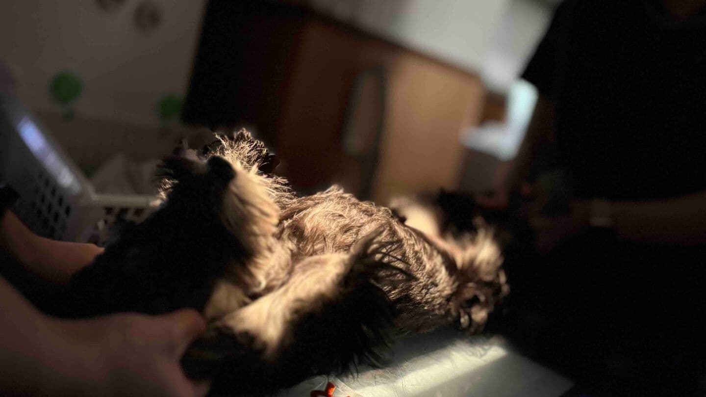 動物　相模原　心臓　専門