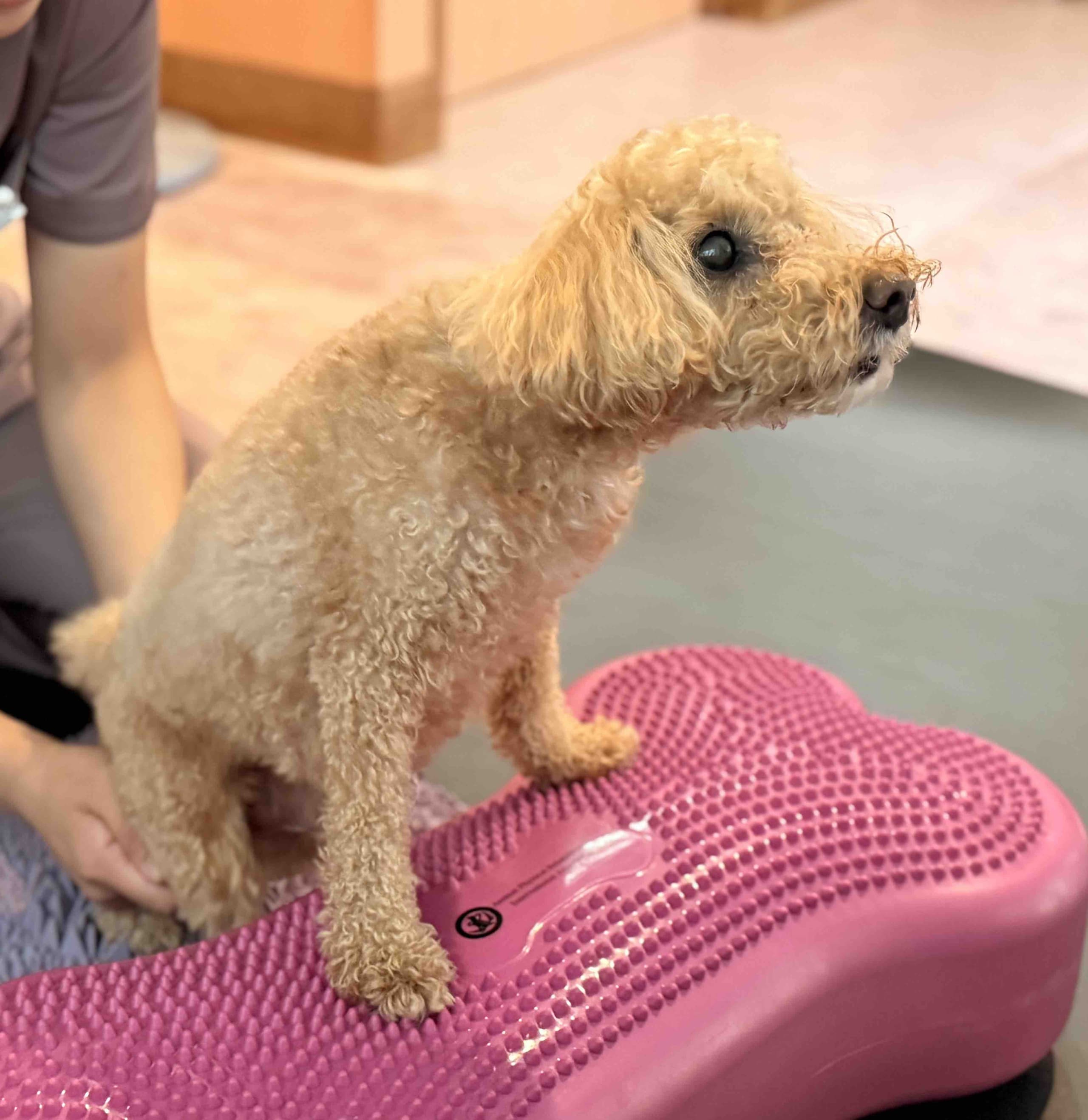相模原　リハビリ　犬