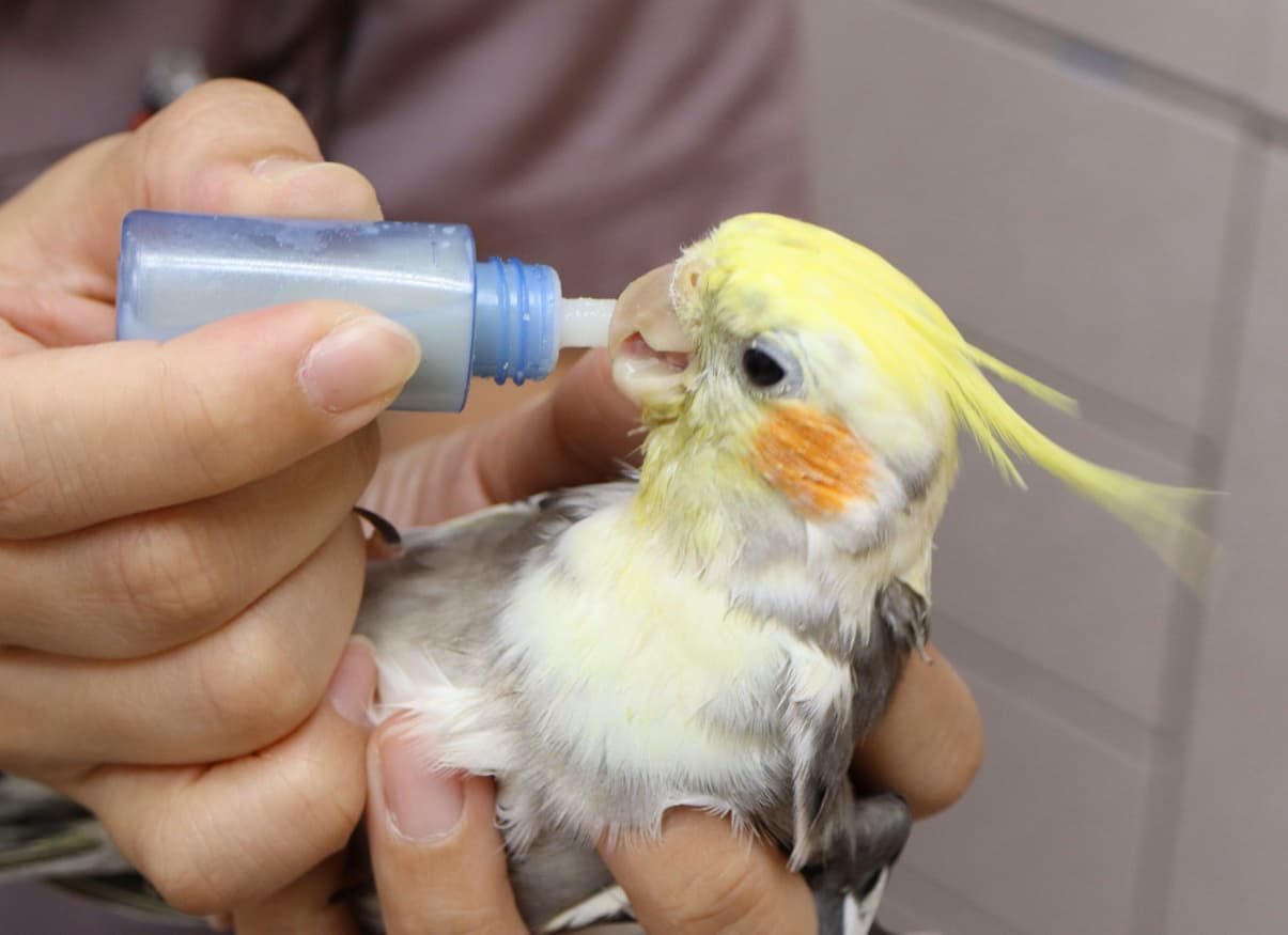 相模原　鳥　診察