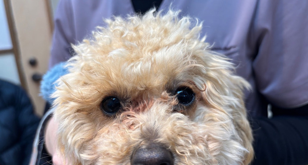 犬　まぶた　手術