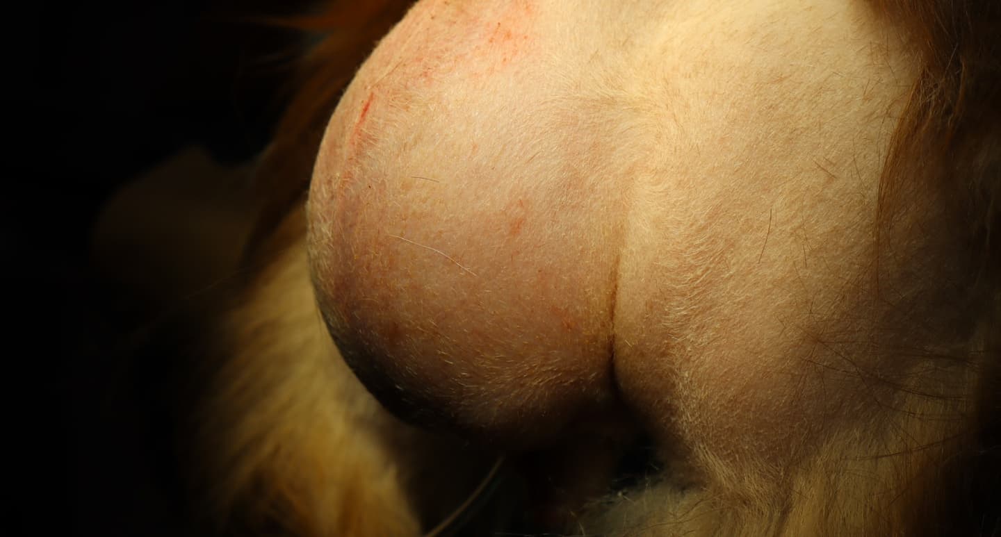 犬　平滑筋腫