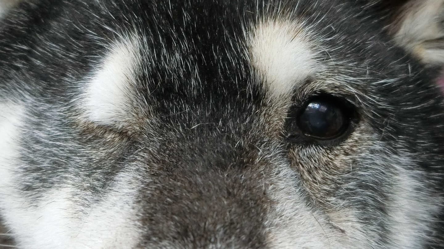 眼球摘出　犬　猫