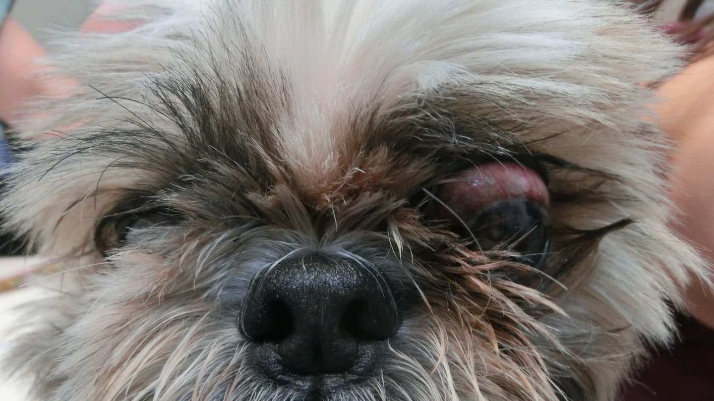 牛眼　眼球拡大