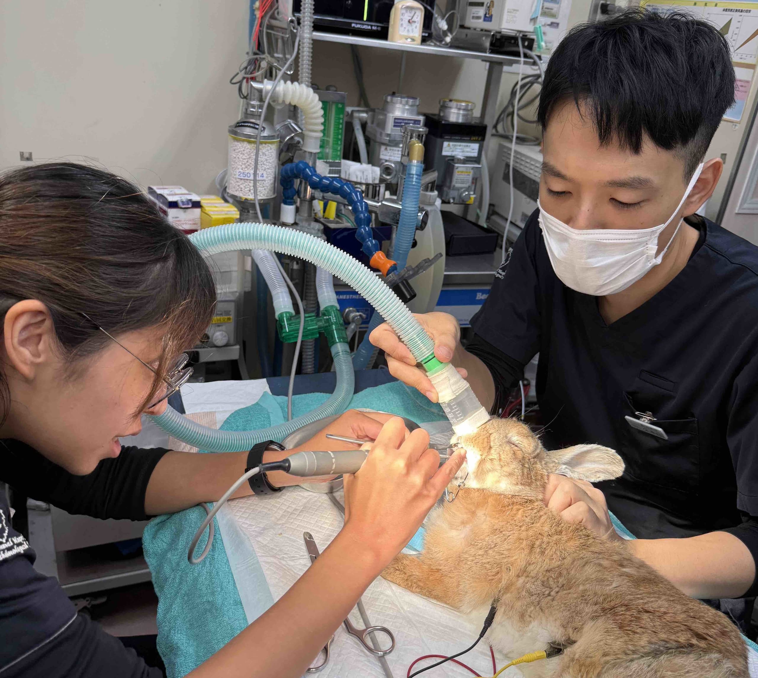 うさぎ　診察