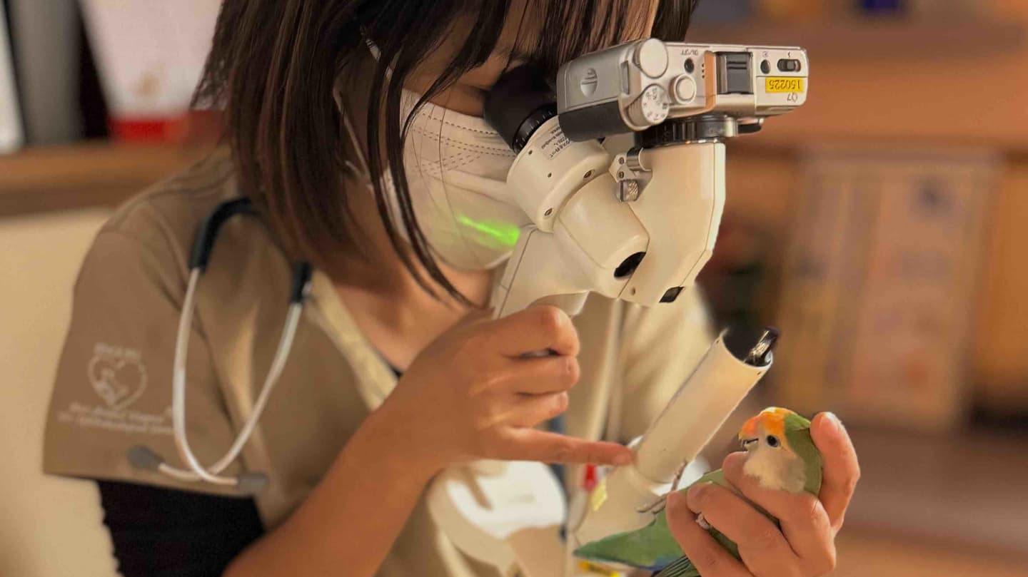 エキゾチック　求人